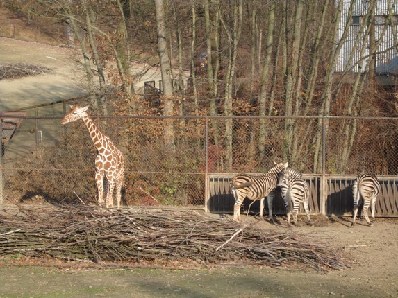 20-Žirafa+stádo zeber