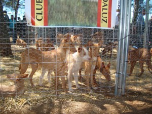 club-podenco-andaluz.jpg