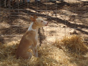 podenco-andaluz-ii.jpg