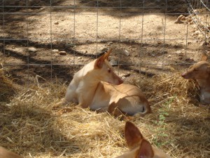 podenco-andaluz-i.jpg