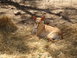 podenco-andaluz---iii.jpg