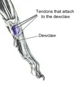 dewclaw-anatomy.jpg
