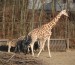 17-Žirafa+zebry